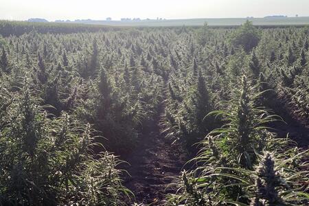hemp field
