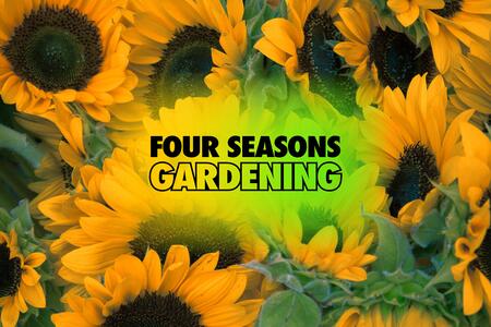 A bunch of yellow sunflowers