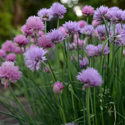 chives